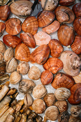 Background of spanish shells on ice on market store shop. 