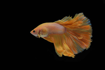 Obraz premium fighting fish