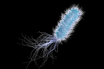 Bacterium Pseudomonas aeruginosa isolated on black background, model of bacteria, realistic illustration of microbes