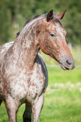 Portrait of beautiful appaloosa horse in summer