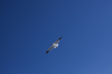 Fototapeta na wymiar Bird soaring