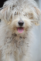  dog with messy  and dirty hair