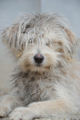  dog with messy  and dirty hair