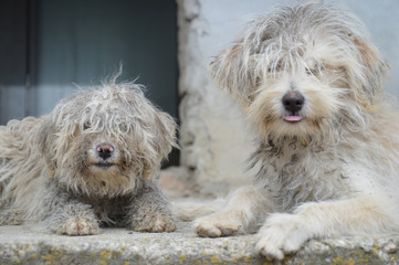  dog with messy  and dirty hair