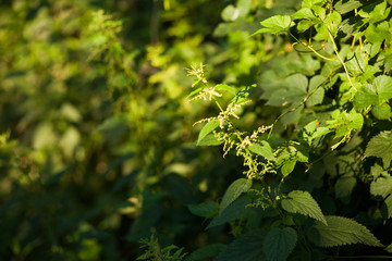 Stinging nettle plant