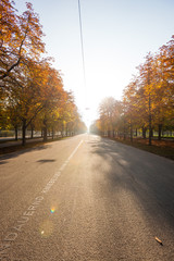 Obraz premium Hauptallee, Prater, Vienna