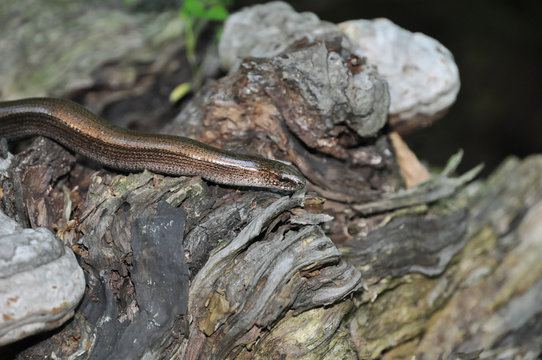 Snake copperhead