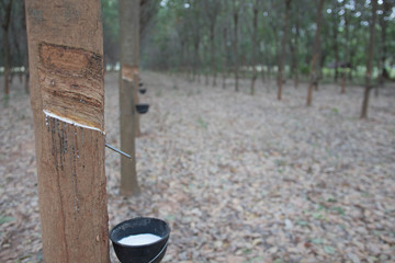 The rubber that come out from tree call Hevea Brasiliensis