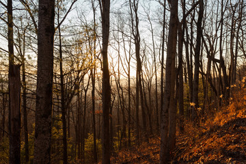 Forest in the Blue Ridge mountains