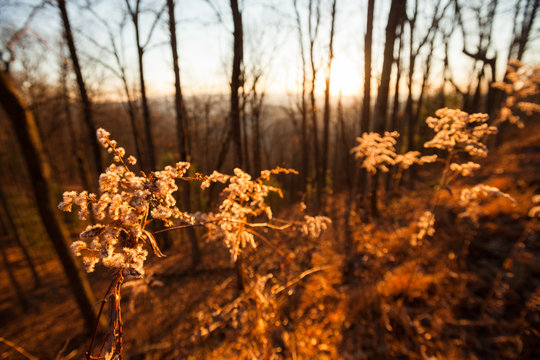 Forest In The Blue Ridge Mountains