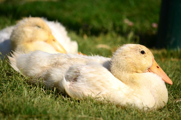 Duck family sunbathing