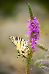 beautiful  butterfly on a flowers