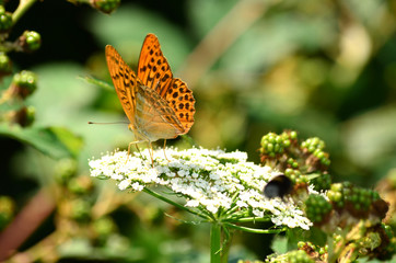 beautiful orange monarch butterfly on a flowers