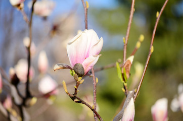 Fototapeta na wymiar beautiful magnolia flowers.Spring time