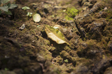 still life forest leaf