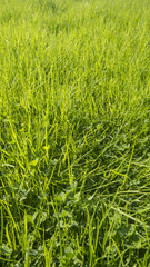 Green grass surface background
