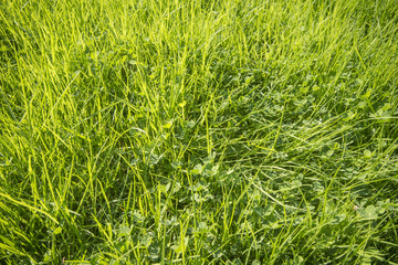 Green grass surface background