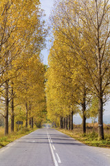 Autumn scene with road ,yellow poplars and blue sky