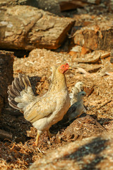 Chickens, chicks,animal