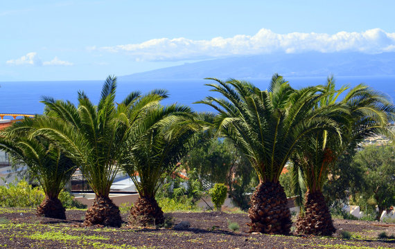 Palm trees in the park in Tenerife,Canary Islands.