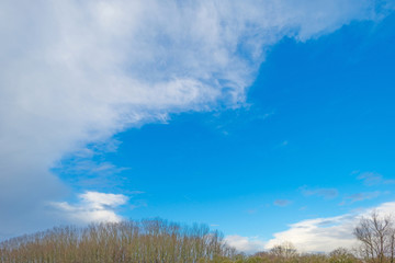 Obraz na płótnie Canvas Trees in a blue cloudy sky in winter