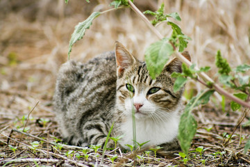 gatto con occhi verdi sdraiato su rami 