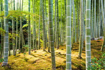 Fototapety  Bambusowy Las Kioto