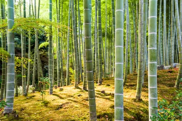Foto op Plexiglas Kyoto Bamboebos © SeanPavonePhoto