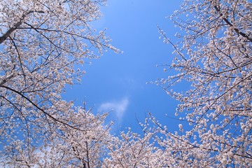 Sakura full bloom