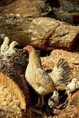 Chickens, chicks,animal
