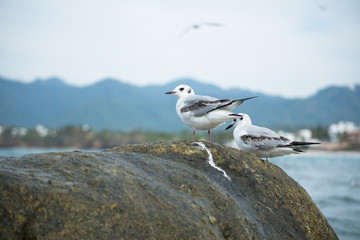 Dos golondrinas marinas están sobre una piedra.