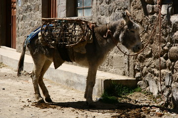 Esel in Cabanaconde, Colca Canon / Peru