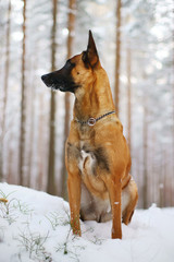 Belgian Shepherd dog Malinois sitting on the snow in the forest