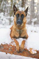Portrait of Belgian Shepherd dog Malinois at winter
