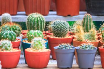 Various cactus plants in garden