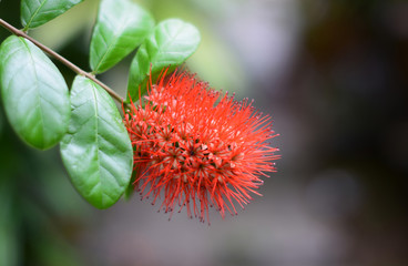 Red flower Bush willow