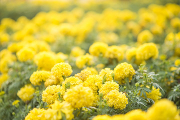 yellow flower detail
