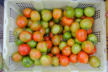 red and green tomatoes in basket