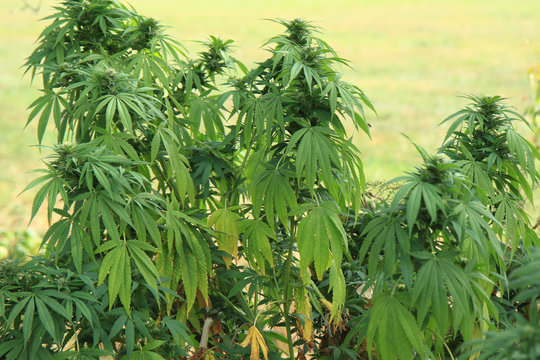 cannabis plant (marijuana)