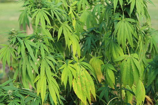 cannabis plant (marijuana)