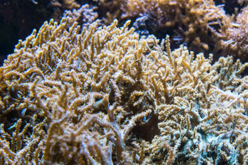 Fototapeta na wymiar Aquarium corals reef