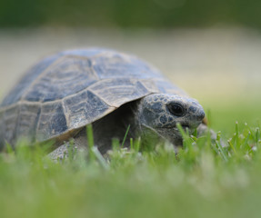 turtle isolated on white background