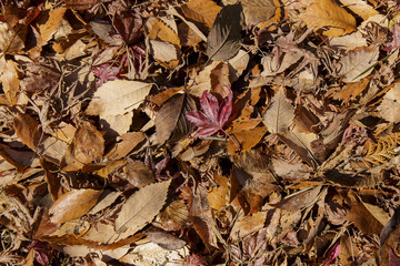 Fallen leaves