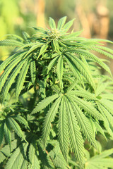 cannabis plant (marijuana)