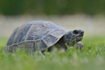 turtle isolated on white background
