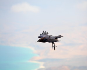 Brown-necked raven (Corvus ruficollis) in flight
