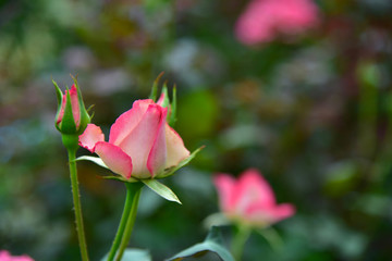 Thai rose