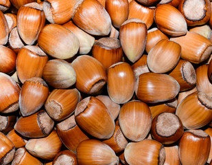 hazelnuts in the background