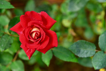 Thai rose