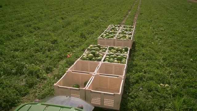 Aerial, panning shot of a tractor pulling a trailer full of watermelons.
